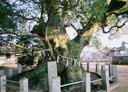富田神社の大楠