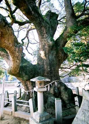 富田神社の大楠