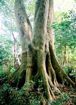 王子神社のホルトノキ