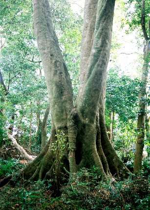 王子神社のホルトノキ