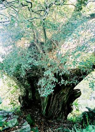 豊茂のコガノキ