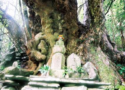 地蔵森のカゴノキ