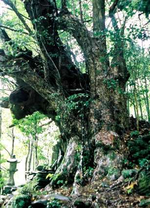地蔵森のカゴノキ