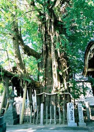天神のイチョウ