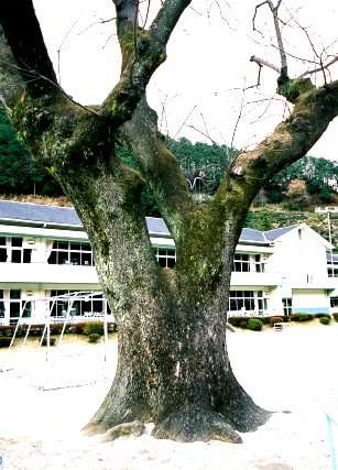 大崎小学校のセンダン