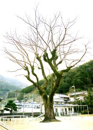 大崎小学校のセンダン