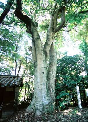 加茂神社のクロガネモチ