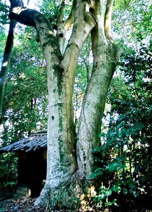 加茂神社のクロガネモチ