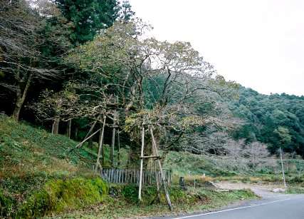 仁井田のヒロハチシャノキ