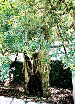 王至森寺のキンモクセイ