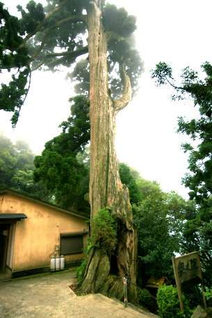 太祖神社の大杉