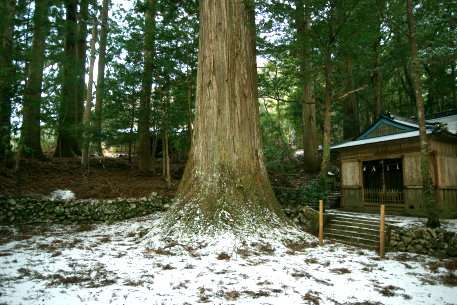蝉谷八幡神社の大杉