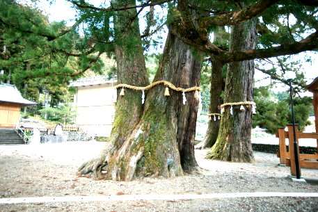 保護中: 和無田八幡神社の杉