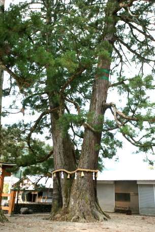 保護中: 和無田八幡神社の杉