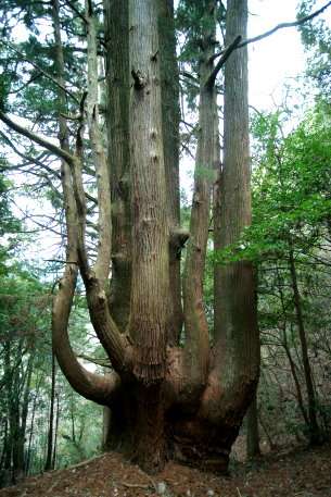 高清の大杉　（北株）