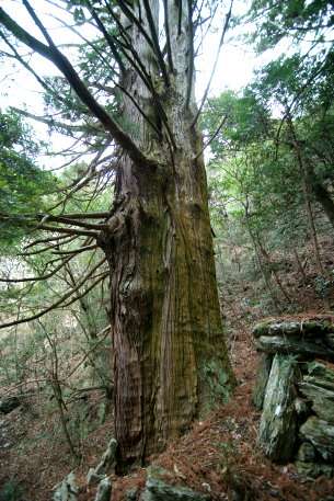 高清の大杉　（南株）