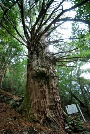 高清の大杉　（南株）
