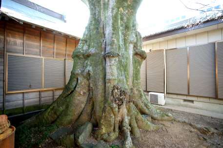 金刀比羅神社のエノキ