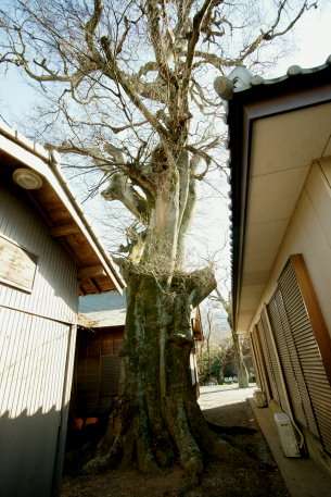 金刀比羅神社のエノキ
