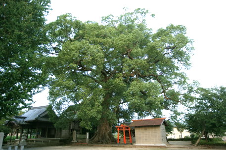 松尾神社の大楠