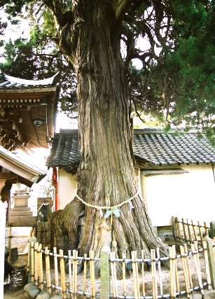 大宮八幡神社のイブキ