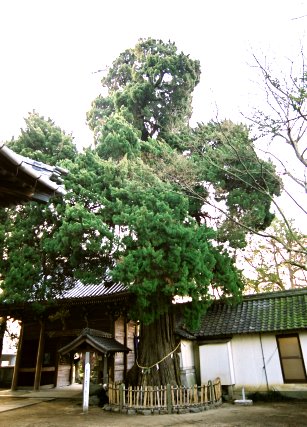 大宮八幡神社のイブキ
