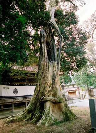 諏訪神社のイチイガシ