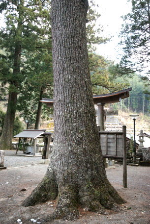 三嶋神社のハリモミ