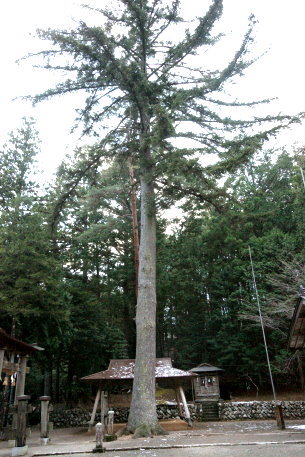 三嶋神社のハリモミ