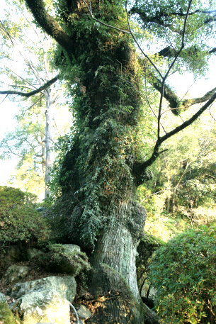 高知公園のセンダン