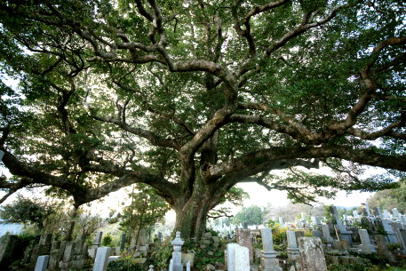 以布利のタブノキ