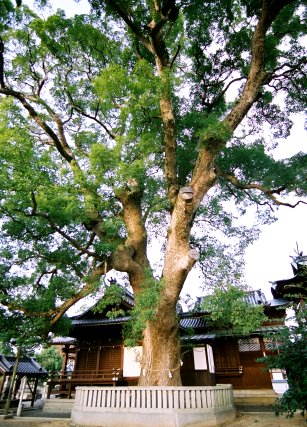 日枝神社のクスノキ