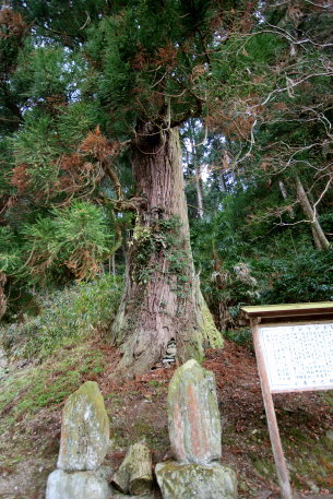 馬岡新田神社の杉　No1