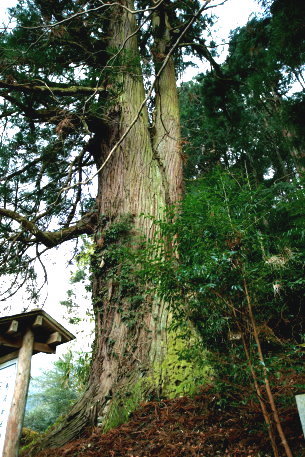 馬岡新田神社の杉　No1