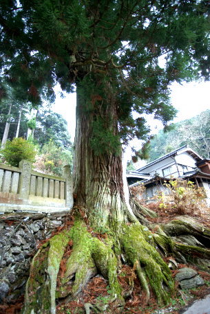 馬岡新田神社の杉　No2