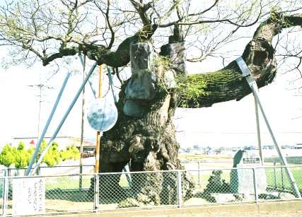 野神の大センダン
