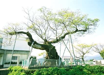 野神の大センダン