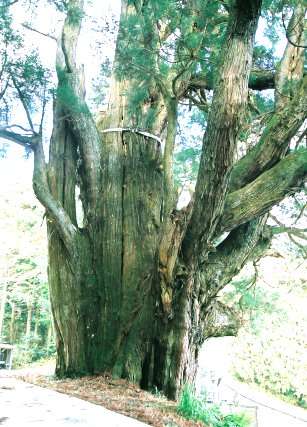 五所神社の大杉