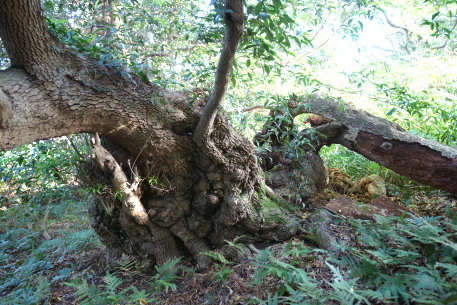 高井神島のシマモクセイ