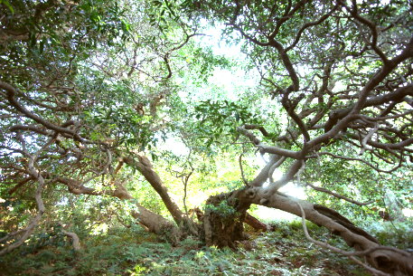 高井神島のシマモクセイ