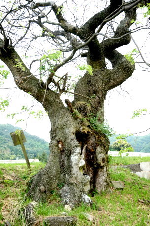 実報寺のセンダン