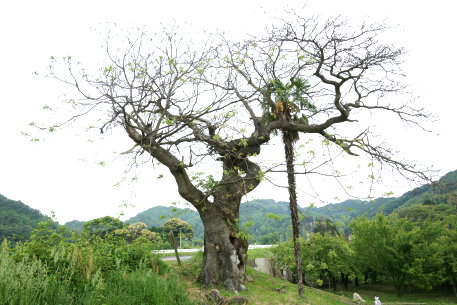 実報寺のセンダン
