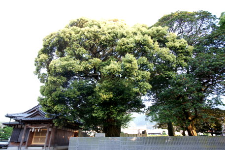 石戸八幡神社のツブラジイ