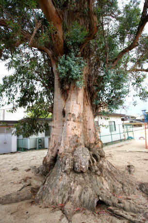 桜井小学校のユーカリ