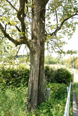 市倉のカキノキ