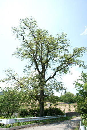 市倉のカキノキ