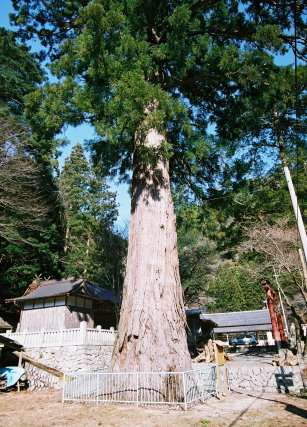 杉王神社の大杉