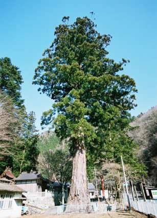 杉王神社の大杉