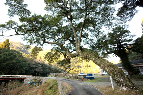 藤ノ川のオガタマノキ
