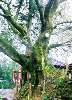 赤羽根大師のエノキ